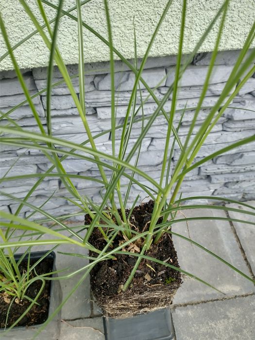 PROMOCJA Miskant chiński Silberspinne