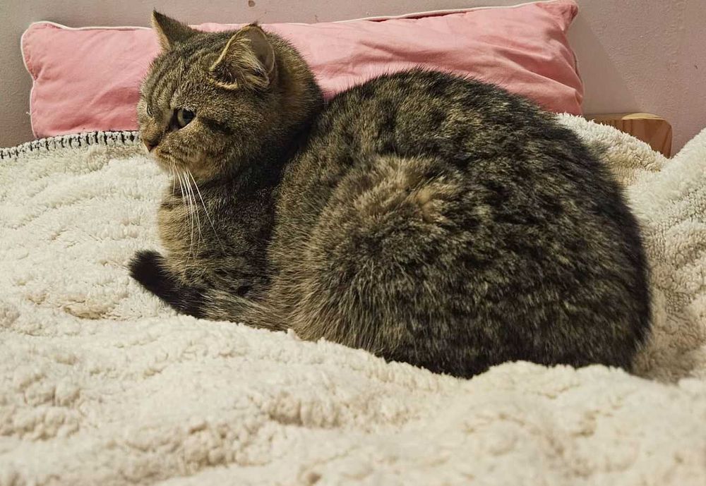 Kotka brytyjska srebrzysta cieniowana