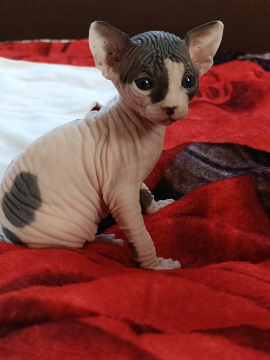 Канадський сфінкс