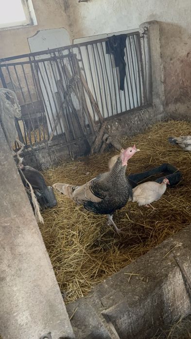 Sprzedam indyki i gesi