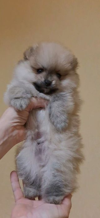 Кремовый мальчик