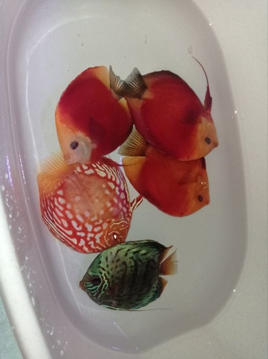 Дискусы пиджены и красные