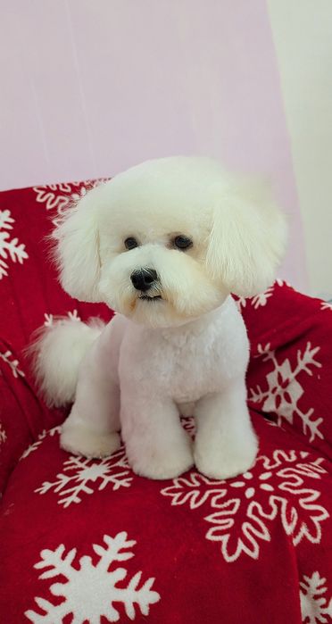 Груминг, стрижка собаки и кота, грумінг, грумер собак и котов