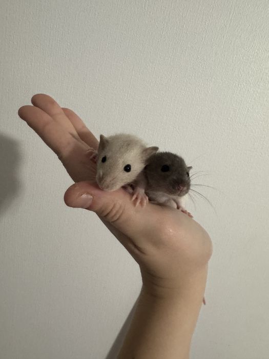 декоративні щурики Швидкий продаж Доставка