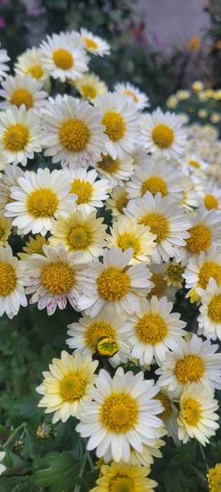 Хризантема мультифлора,  маточні кущі