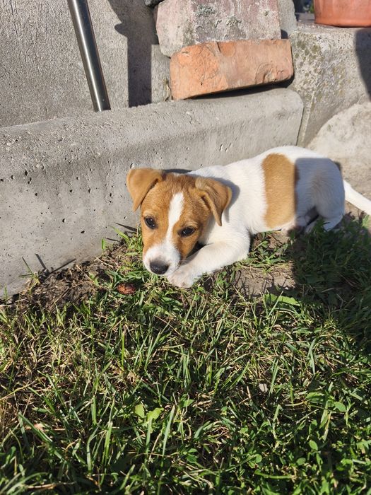 Jack Russell Terrier