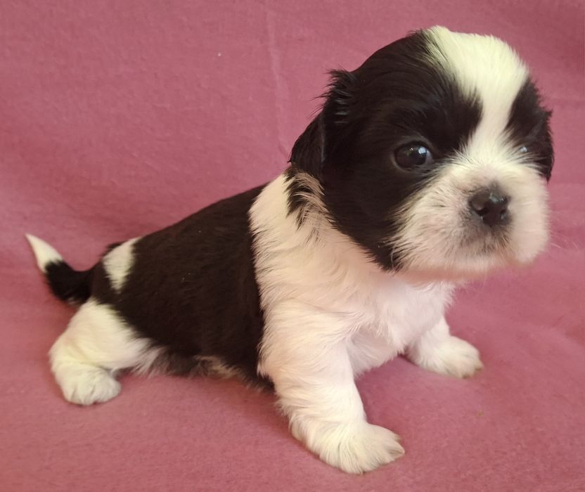 Sunia Shih Tzu rezerwacja