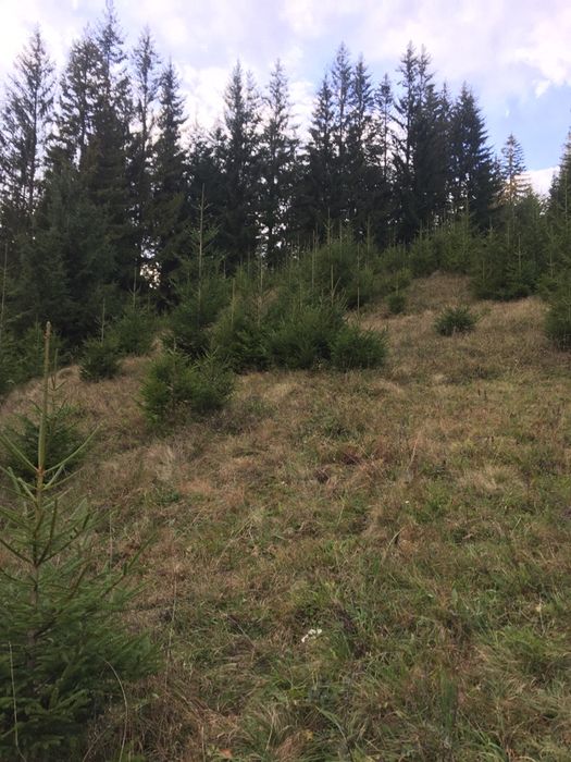 Смерека єль ялина туї бук клен мудрина ялинка