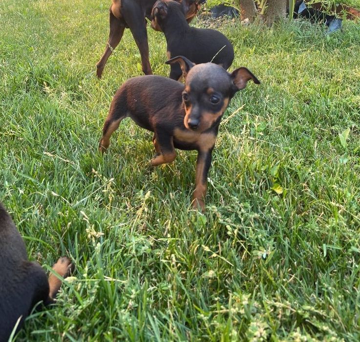 Pinscher femea top