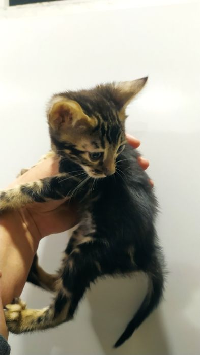 Бенгальская малышка