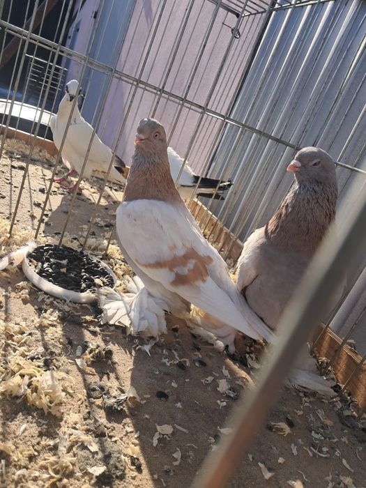 Blauwindry gładkie para