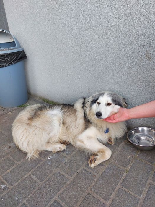 Собака, що згубився. Шукає власника.