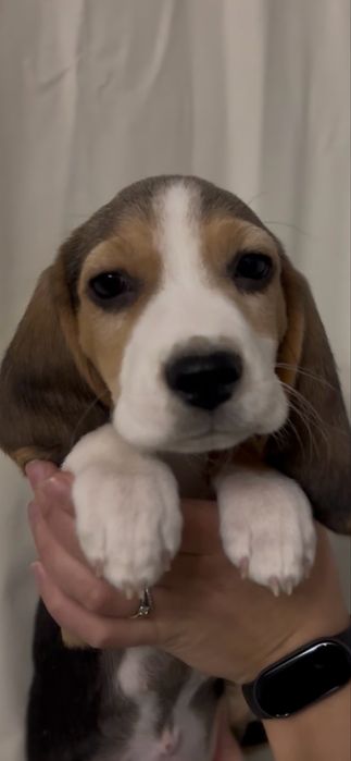 Песики красунчики,красуні.бігль