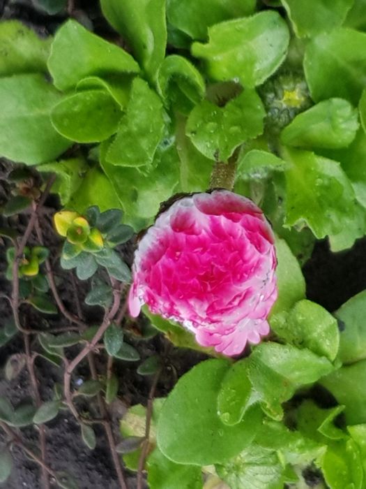 Садові квіти #  кустарники