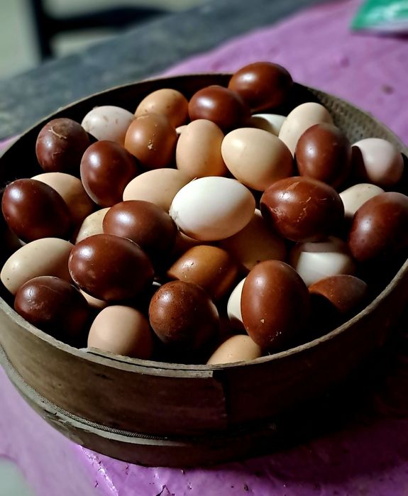 Ovos galados - várias raças cruzadas