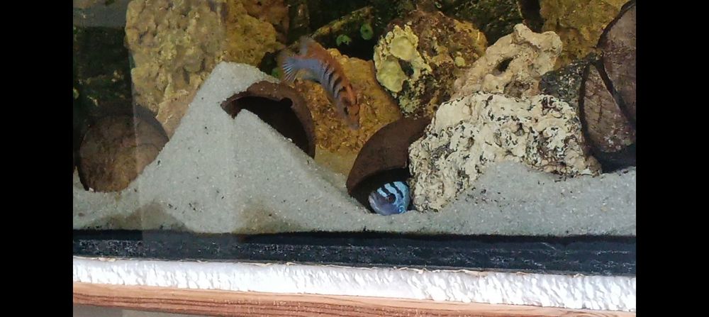 Crias Hongi sp. Ciclideo