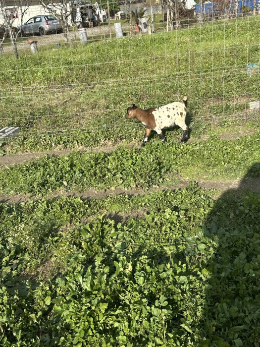 Cabritas anas  de quinta