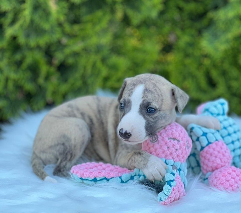 Chart Angielski-Whippet sunia Endi FCI