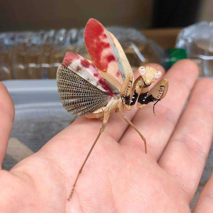 Prohierodula picta Modliszka JOKER