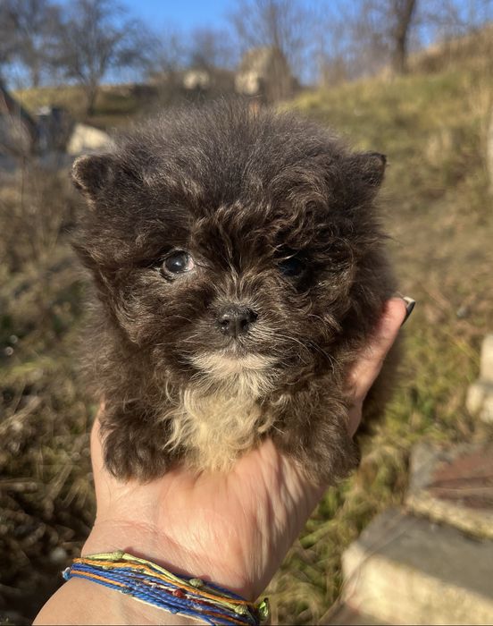 Девочка необычного окраса помапу