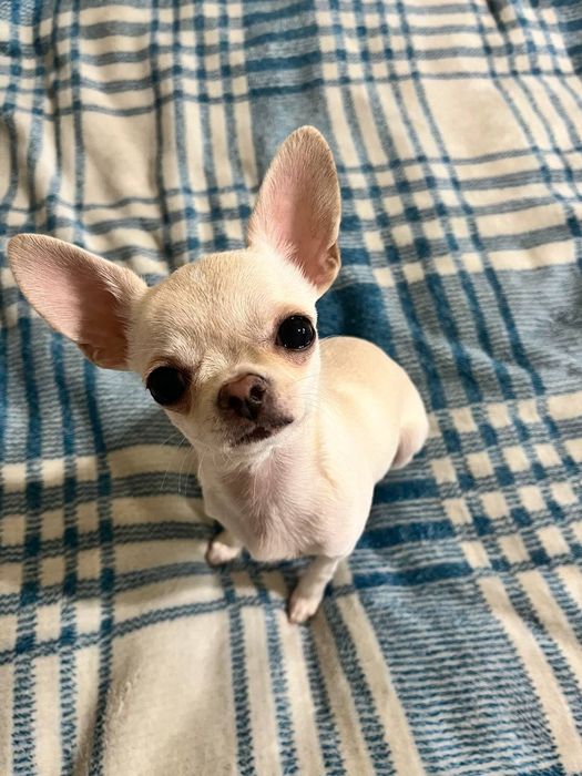 Дівчинка чихуахуа