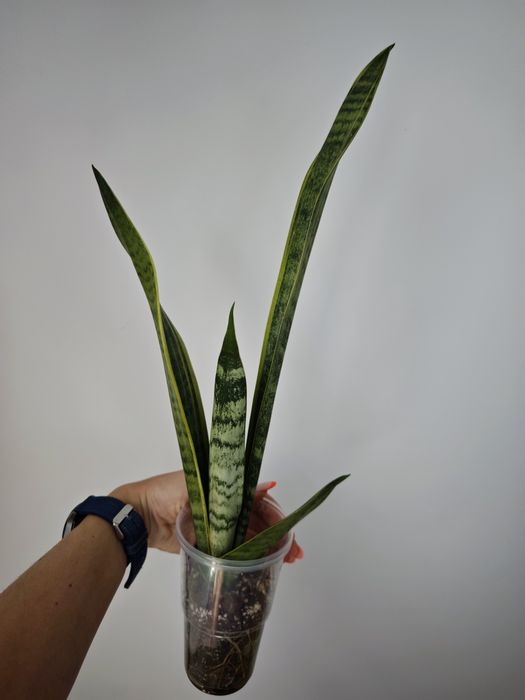 Sansevieria Blury White spot