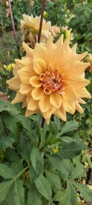 Kwiaty, karpy dalie, georginie