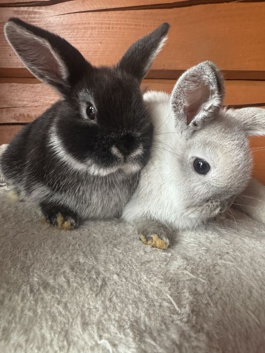 Króliki Mini Lop miniatura