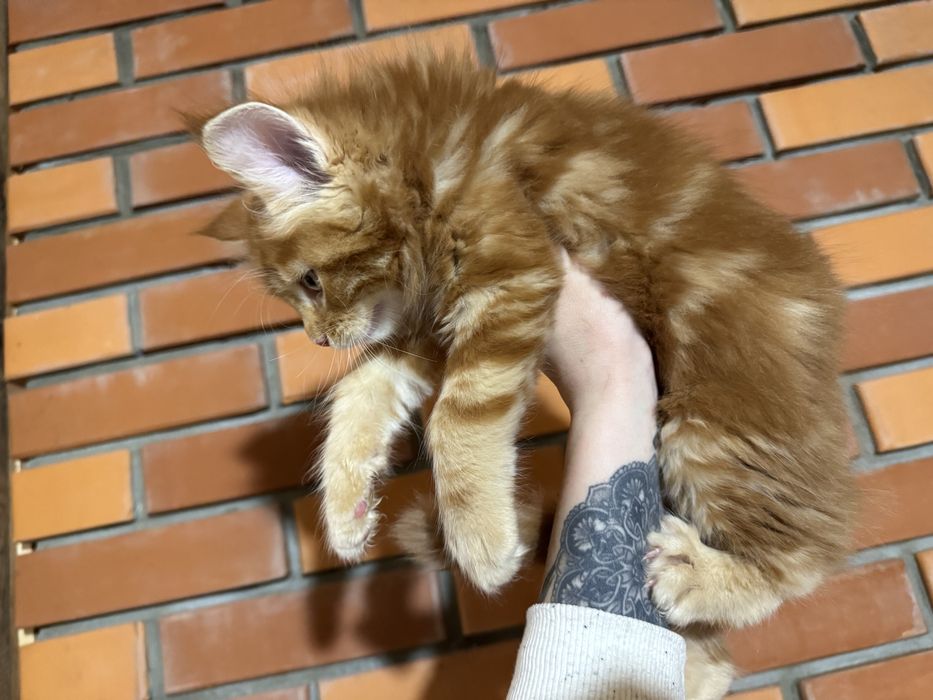 Мейн-Кун Крупный Мальчик Огненный Львенок с Гривой ,котята