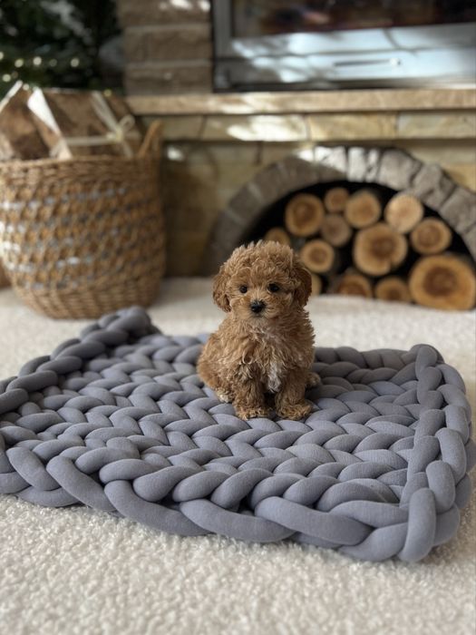 Мальтіпушки міні ф1 ред браун