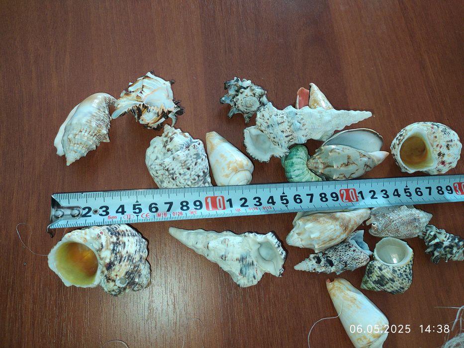 Ракушки для акваріума