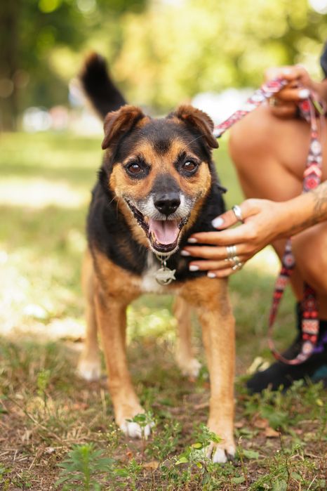 Маленькі врятовані песики з Мирнограда!