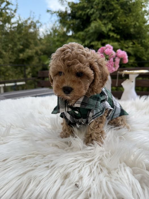 Справжні мальтипу чіп паспорт