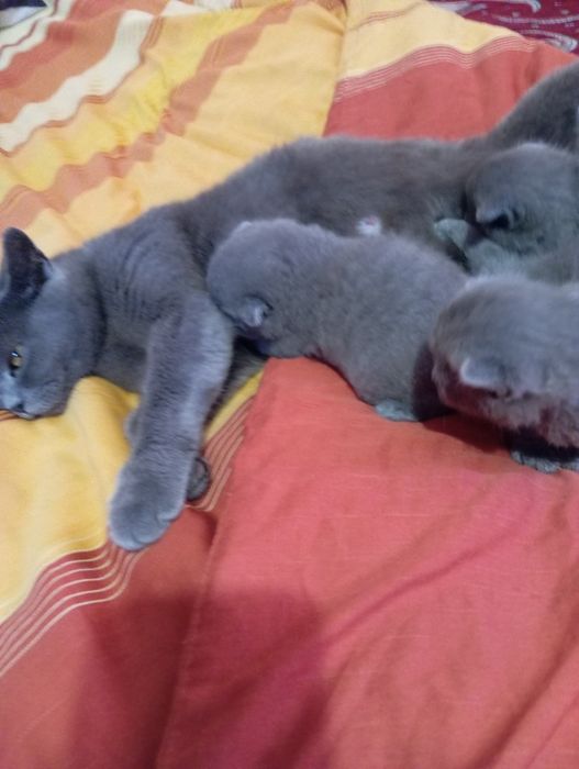 Шотландські кошенята.Бронь.
