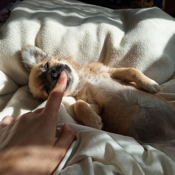 Chihuahua cudowna szczeniak suczka długowłosa sable