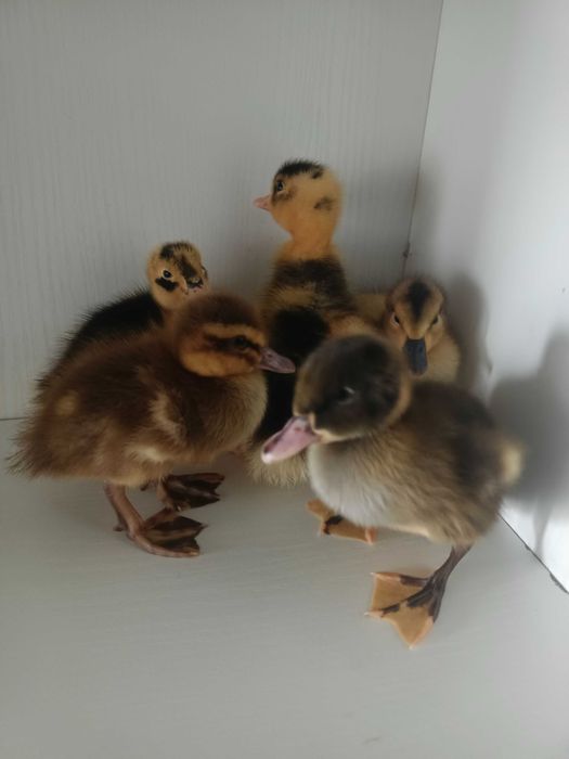 kaczki  dorosłe różne kolory