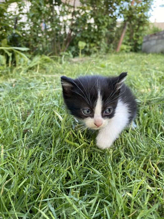 Продам котика.