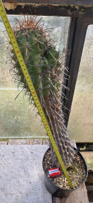 Kaktus Ferokaktus 50 cm