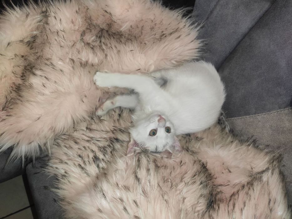 Отдам котенок девочка кошечка