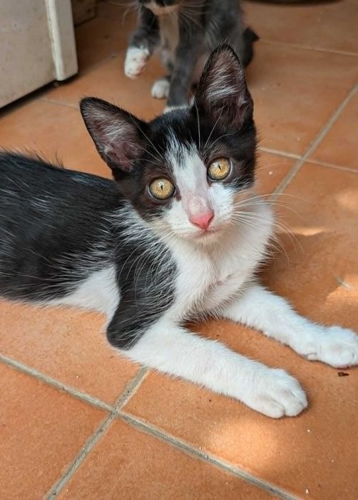 Oreo - Para Adopção Responsável