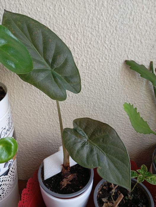 Plantas a 4 euros cada