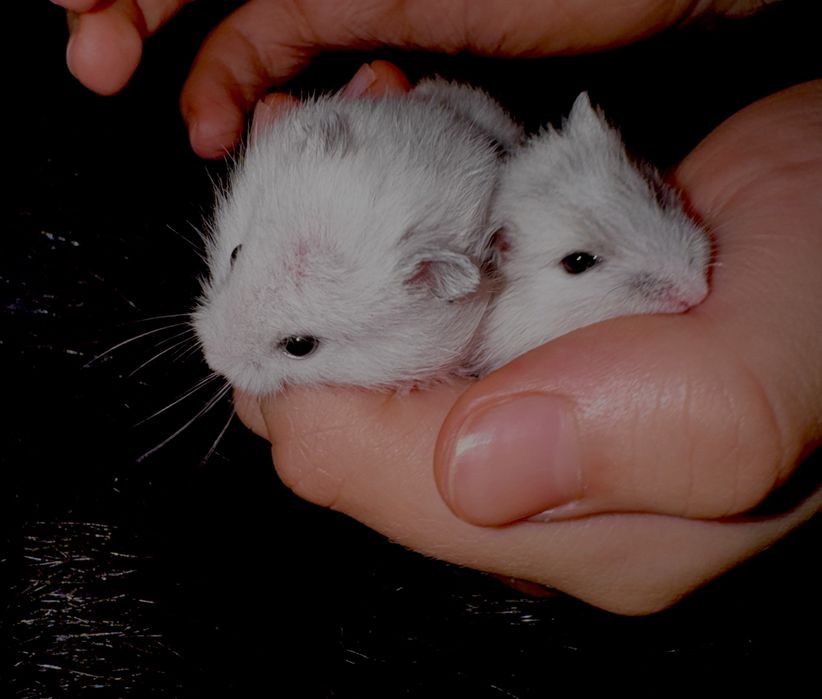 Продам хомʼячків