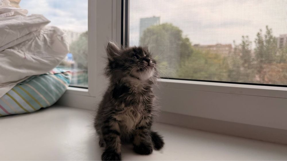 Кот   Мейн-кун