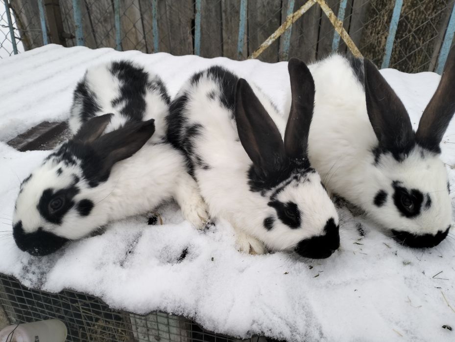 Продаються кролі