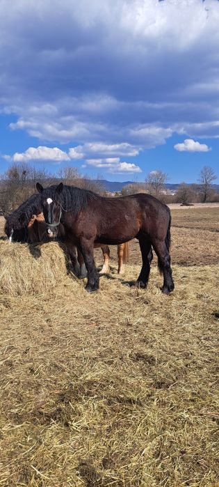 Ogier sztumski dwa lata