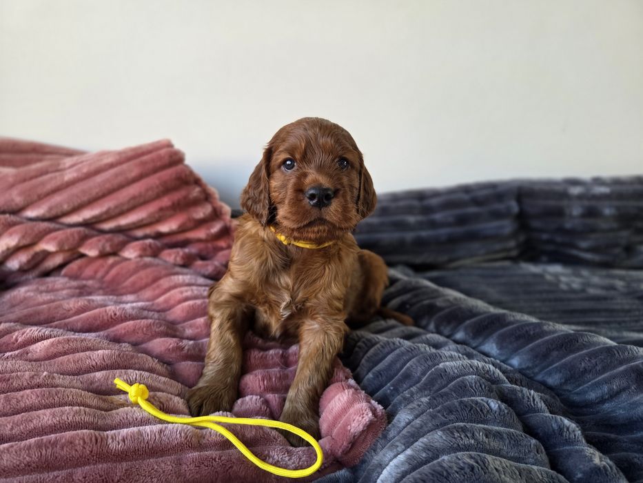 Seter Irlandzki szczeniak