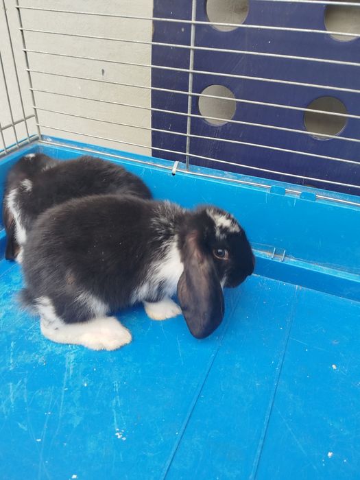 Małe króliki barana francuskiego