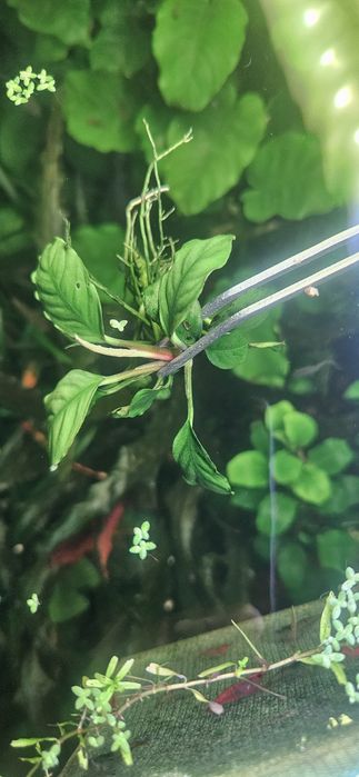 7 Plantas anubia mini (anubia Barteri sp. Mini/ Petite)