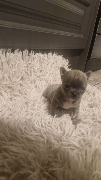 Chihuahua pręgowany błękitno-płowy