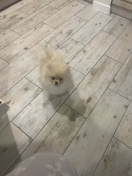 Чудова  міні дівчинка помка